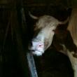 Vaca contaminată cu rabie
