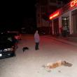 Câine otrăvit la intrarea în cartierul Obcini