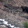 Urşii din pădurile Sucevei, vedete pe National Geographic