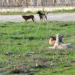 Câinii vor fi duşi în noul adăpost din lunca Sucevei