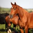 „Caii ghidrani de la Rădăuţi”