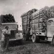Transport lemn