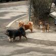 Prinderea câinilor vagabonzi de pe străzile Sucevei a fost din nou amânată