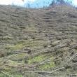 Aproape 500.000 de arbori au fost puşi la pământ