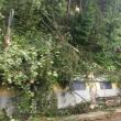 Copacii căzuţi pe DN 17 în zona Argestru au blocat circulaţia între Vatra Dornei și Iacobeni