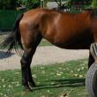 Hoții i-au furat calul și căruța unui bărbat Foto satmareanul.net