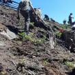 Acțiune de plantare a Gărzii Forestiere Suceava, în comuna Brodina