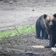 Urșii au atacat animalele domestice din gospodării și de la stâne, în zona de munte a județului