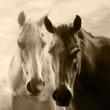 „Caii ghidrani de la Rădăuţi”