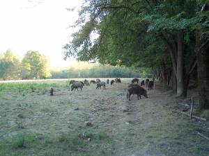Trei focare de trichineloză la mistreț, la Coșna, Chiril și Nisipitu