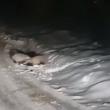 Lupta bursucilor la Râşca