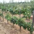 “Staţiune de cercetări pomicole”