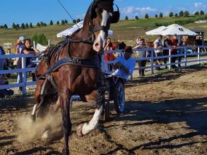 Ionuț Cățean a făcut demonstrații de drift la galopul calului, cu Sulki