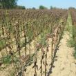 Culturi afectate de secetă. Foto Directia Agricola Suceava