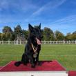 Nero, câinele polițist de la Poliția de Frontieră Siret, locul întâi la proba ”Detectare explozivi”