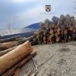Amenzi mari și peste 110 mc lemn confiscat de la depozite care au emis avize fictive de transport