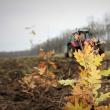 105 hectare de teren din Suceava, prinse în campania națională de împădurire prin PNRR