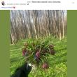 O „divă” de pe Facebook s-a pozat cu un buchet de lalele pestrițe culese dintr-o rezervație naturală a Sucevei