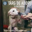 Târg de Adopții de căței, duminică, pe esplanada Casei de Cultură Suceava