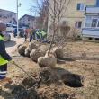 Campania de plantare de arbori și arbuști în municipiul Suceava - primăvara 2025