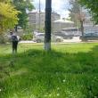 Programul de cosire a spațiilor verzi pentru săptămâna viitoare, în municipiul Suceava