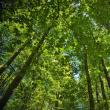 Campanie de semnare a manifestului prin care pădurile să aibă rol strategic, lansată de Ziua Internațională a Biodiversității