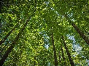 Campanie de semnare a manifestului prin care pădurile să aibă rol strategic, lansată de Ziua Internațională a Biodiversității