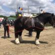Peste 100 de crescători de cai au participat la Marginea la cel mai mare târg din zona Moldovei