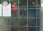 Zeci de rase de porumbei, sute de găini de toate felurile şi iepuri uriaşi, la expoziţie în Burdujeni