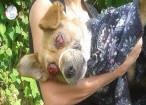 Caz şocant: câine mutilat, cu ochii scoşi