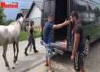 Un cal tăiat la piept, răscumpărat cu 1000 de lei, de față cu Poliția, din mâna romilor din Vicovu de Sus
